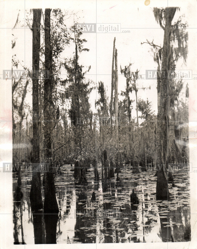 1939 Press Photo Swamps - Historic Images