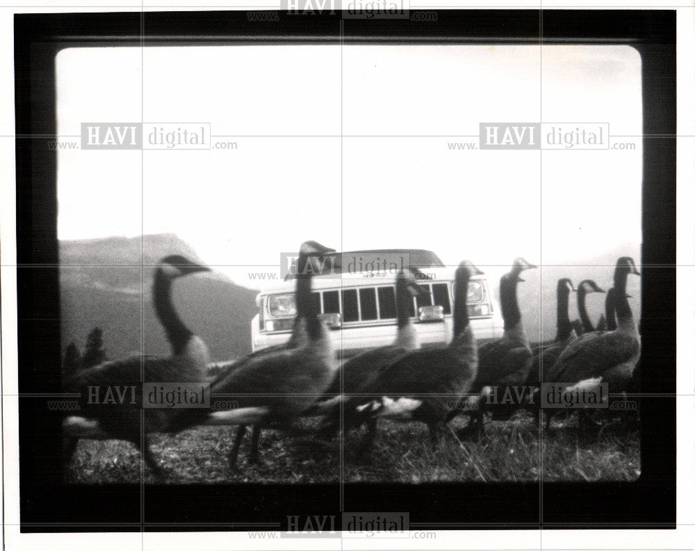 1991 Press Photo Canadian Geese running  SUV Mountains - Historic Images