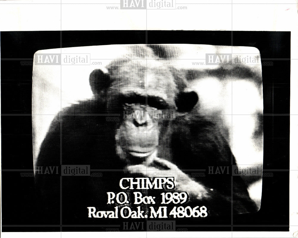 1987 Press Photo Letting Chimps be Chimps - Historic Images