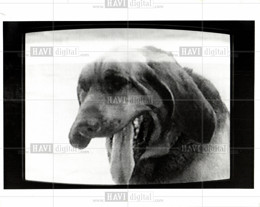 1998 Press Photo dog adoption tv ad Humane Society - Historic Images