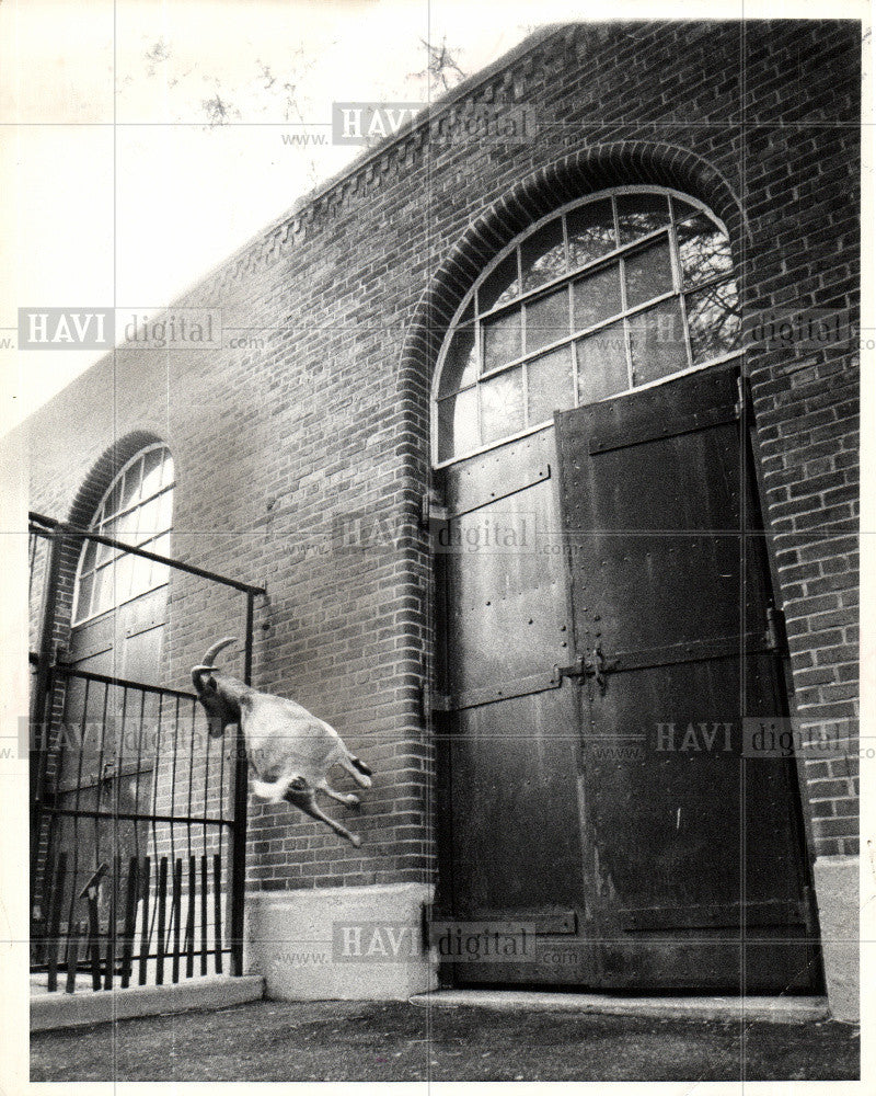 1970 Press Photo Wild sheep at Brooklyn's Prospect Zoo. - Historic Images