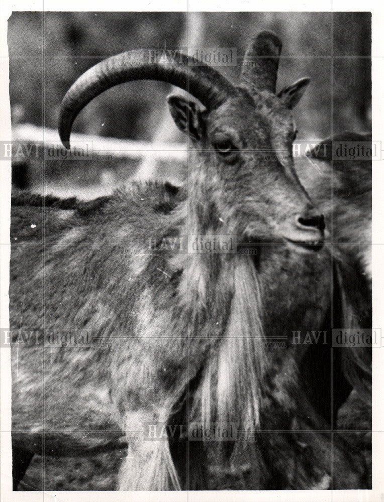 1959 Press Photo Aoudad - Historic Images