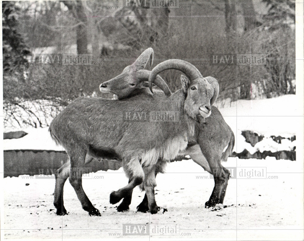 1979 Press Photo Aoudads Sheep - Historic Images