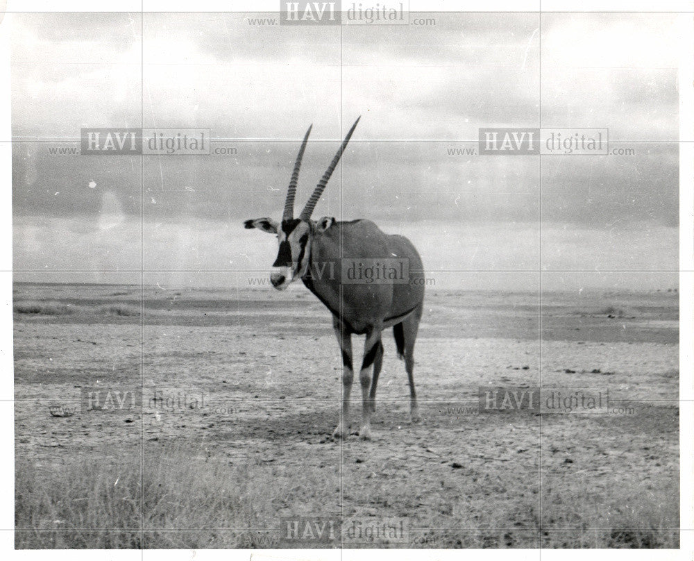 1957 Press Photo Antelope Animal Even-Toed Species - Historic Images