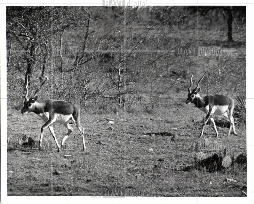 1973 Press Photo India Blackback antelope - Historic Images