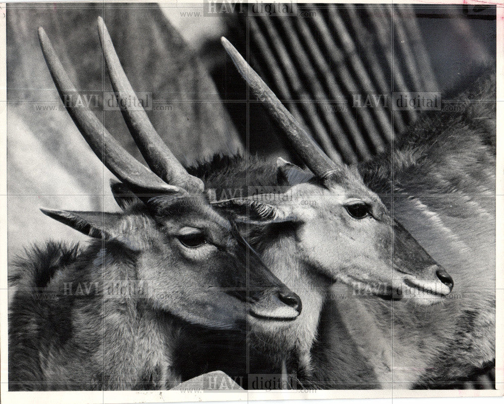 1969 Press Photo Antelope Africa - Historic Images