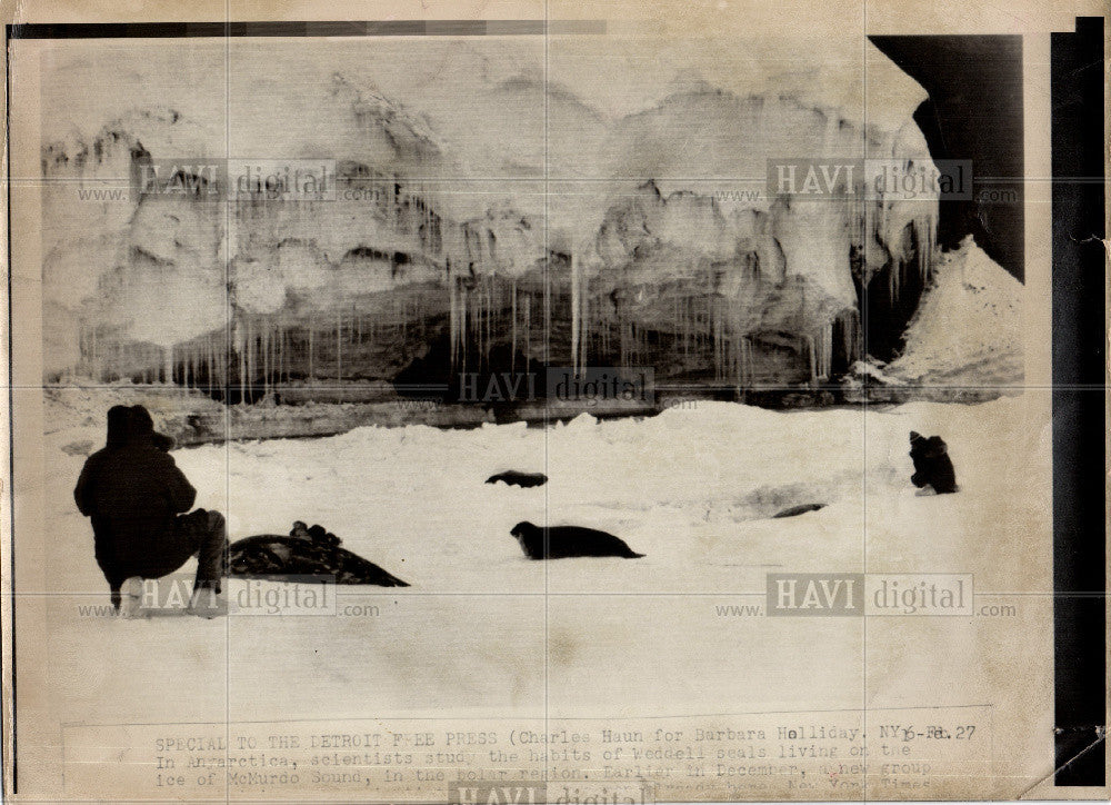 Press Photo McMurdo Sound, Weddell seals - Historic Images