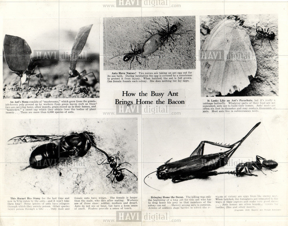 1937 Press Photo Ant Social Insects - Historic Images