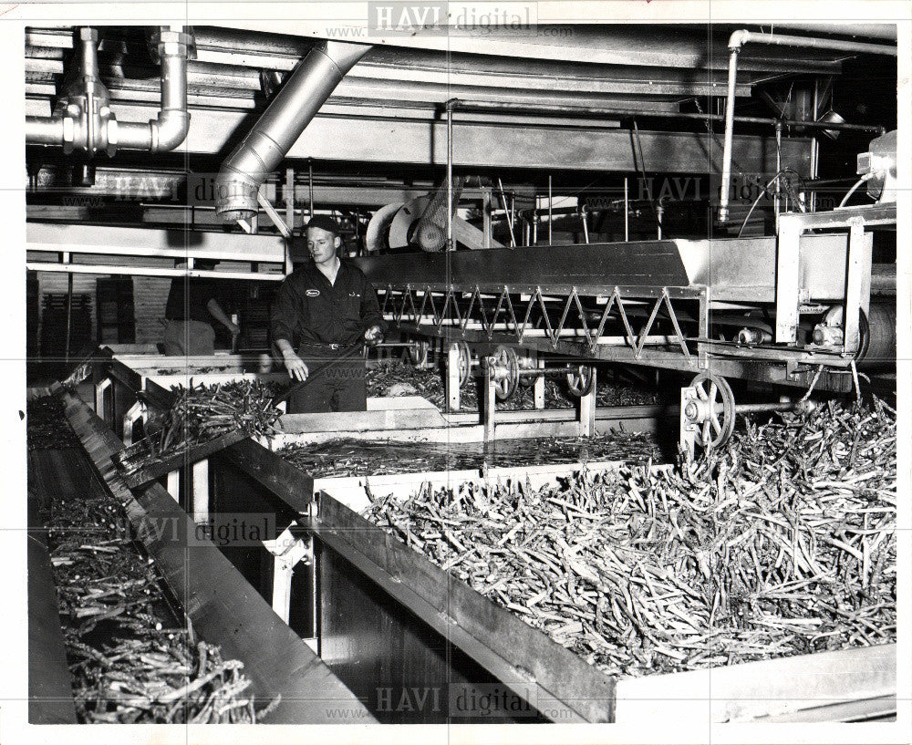 1960 Press Photo Asparagus - Historic Images