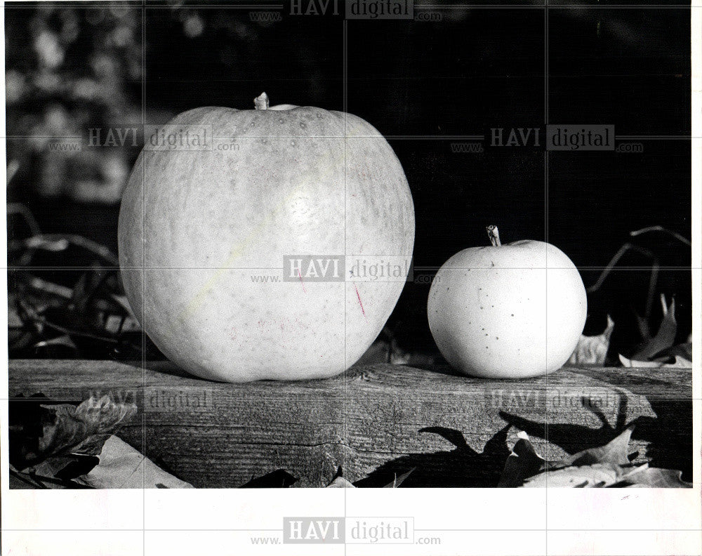 1991 Press Photo Spigold surprise apples grow - Historic Images