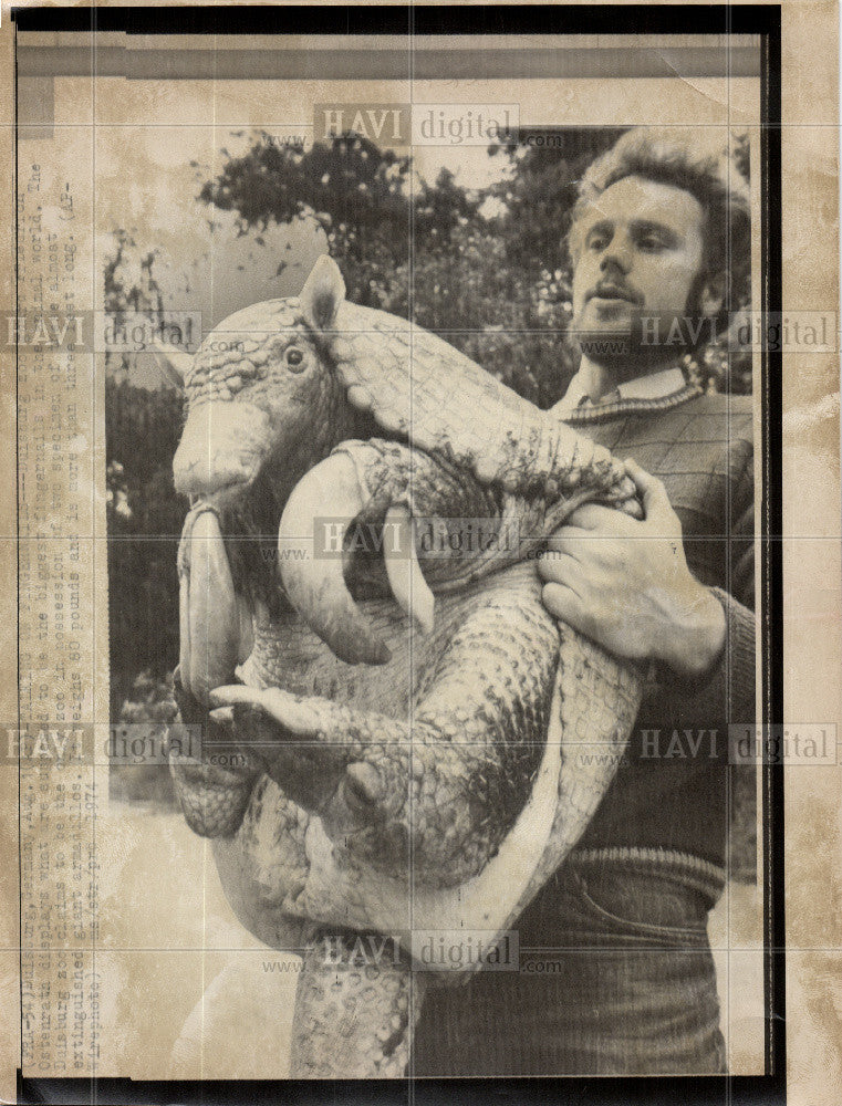 1974 Press Photo Armadillo - Historic Images