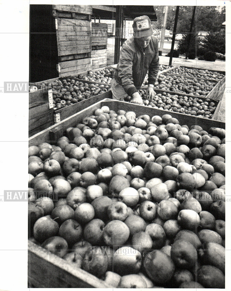 1987 Press Photo pomaceous fruit of the apple - Historic Images