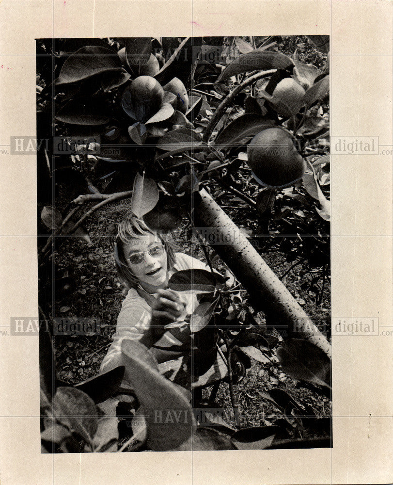 1974 Press Photo Apple - Historic Images