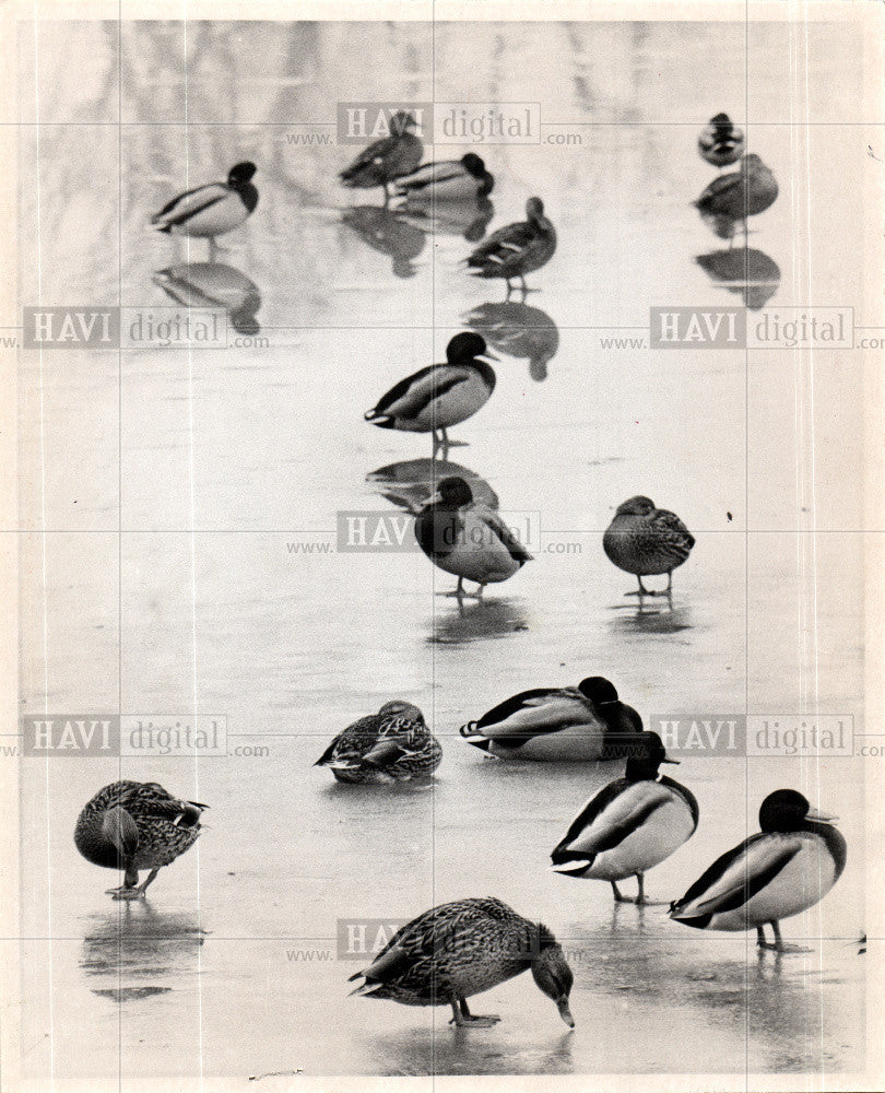 1973 Press Photo species in the Anatidae family of bird - Historic Images