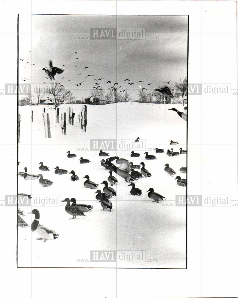 1978 Press Photo A winter scene - Historic Images