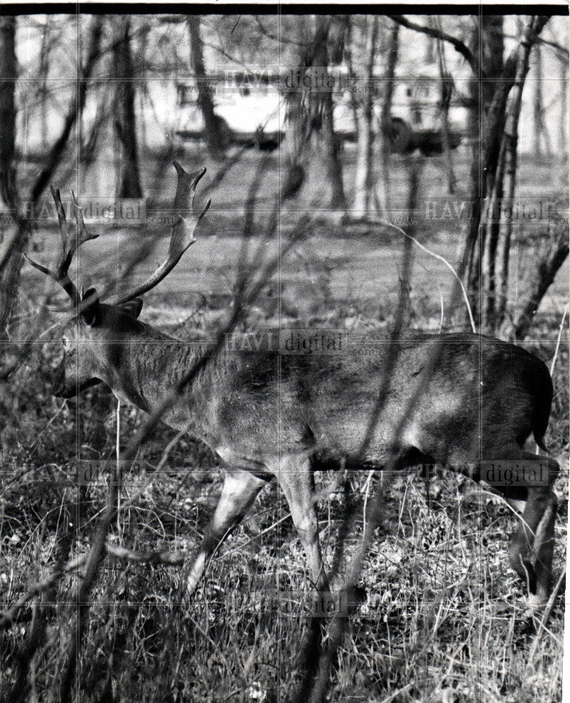 1966 Press Photo Deer - Historic Images