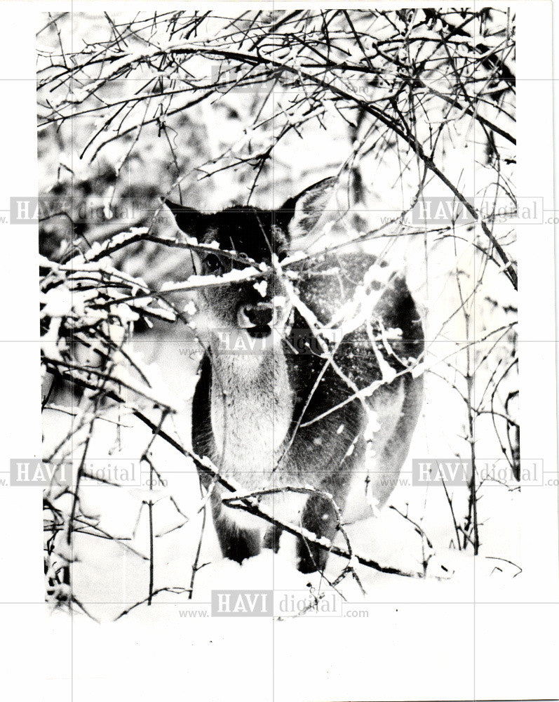 1978 Press Photo thicket deer blizzard Belle Isle - Historic Images