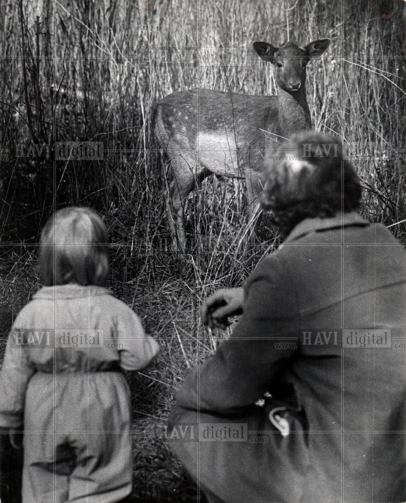 1976 Press Photo Belle Isle Deer Wildlife Detroit Woods - Historic Images