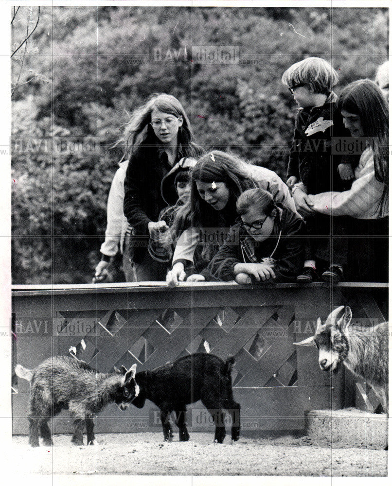 1973 Press Photo Baby goats - Historic Images