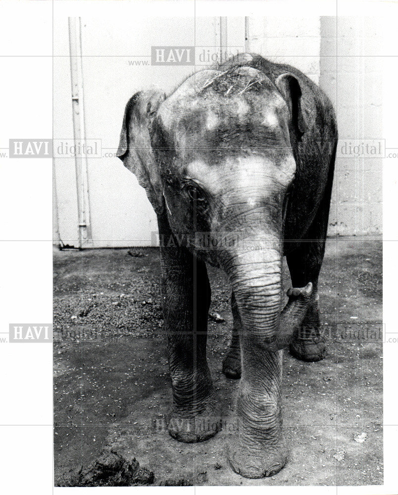 1973 Press Photo Elephant, Children&#39;s zoo - Historic Images