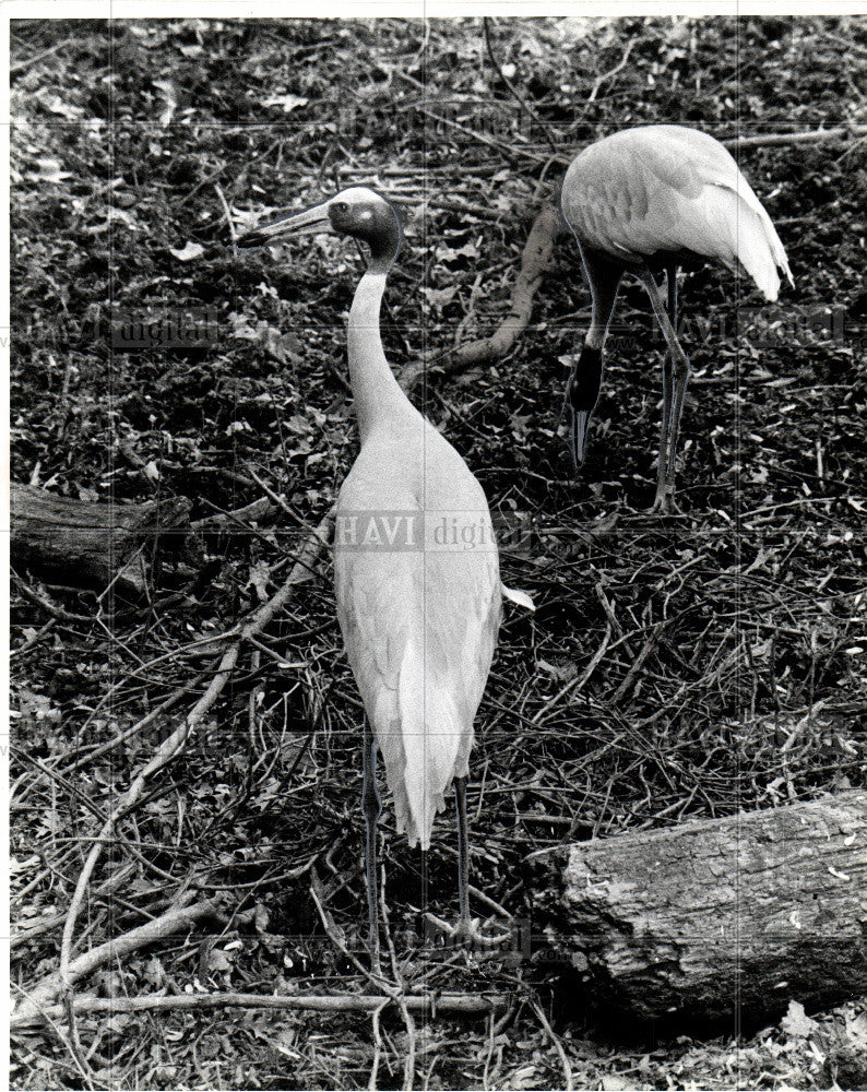 1980 Press Photo Belle Isle Zoo sarus crane - Historic Images