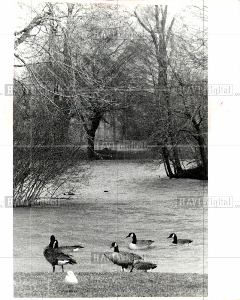 1985 Press Photo BELLE ISLE - DUCK - Historic Images