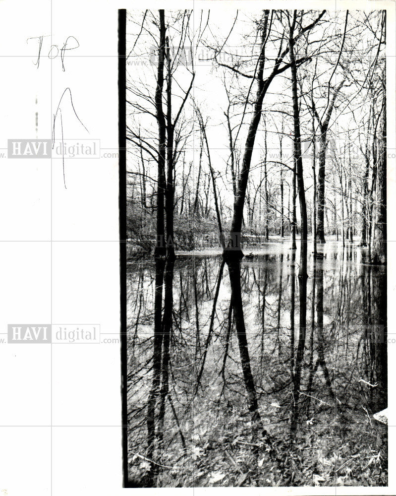 1985 Press Photo Trees at Belle Isle - Historic Images