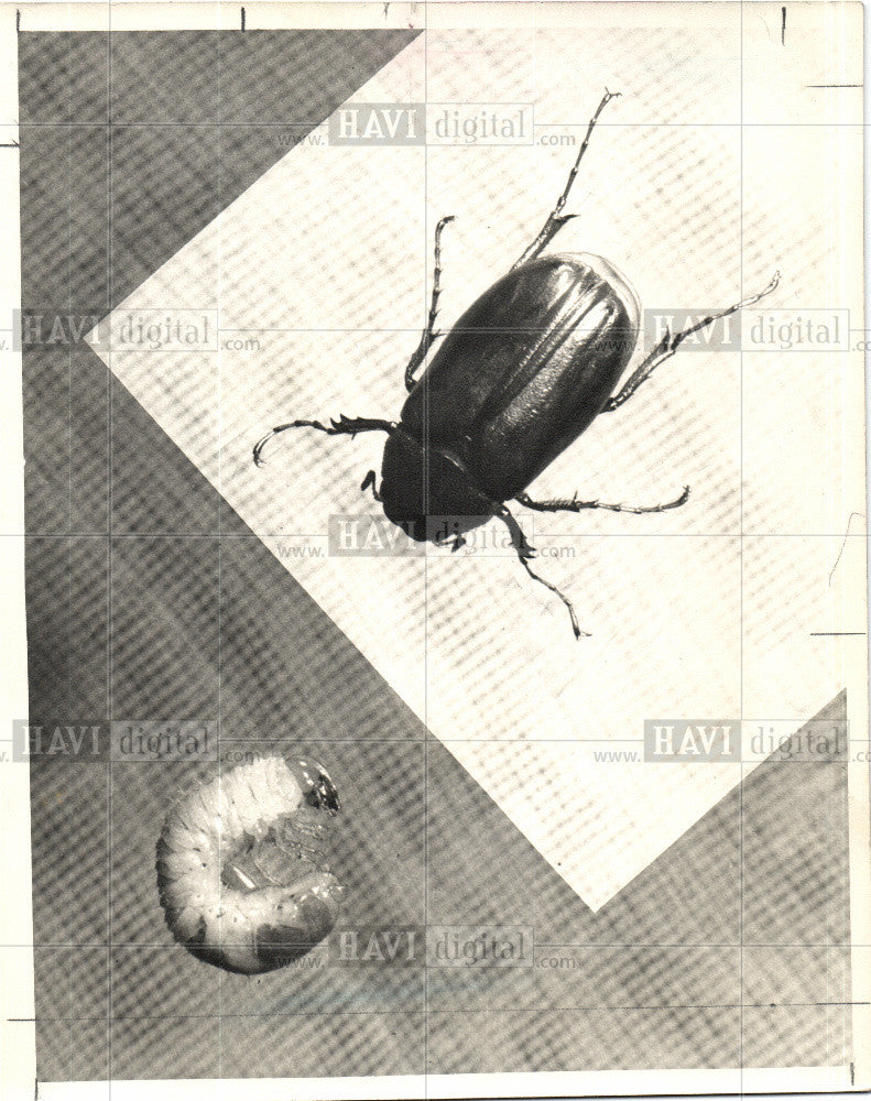 1943 Press Photo grub May beetle June bug - Historic Images