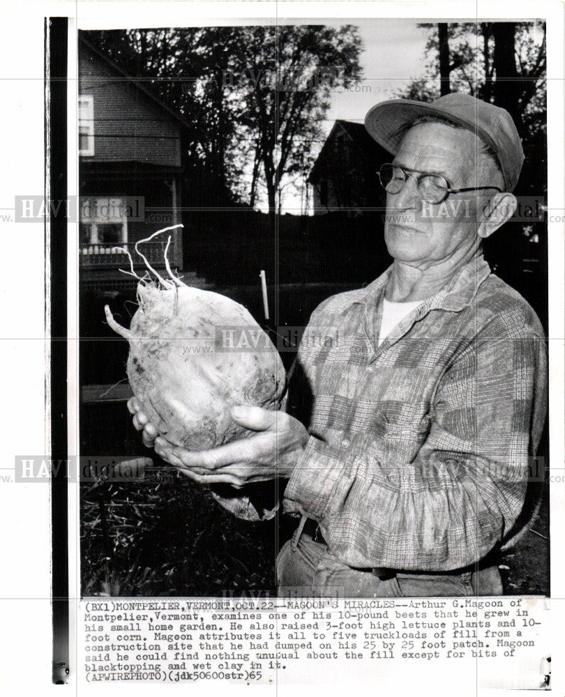 1965 Press Photo Beets - Historic Images