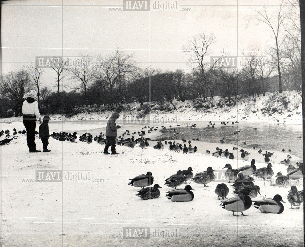 1961 Press Photo Belle Isle, waterfowl, pond - Historic Images