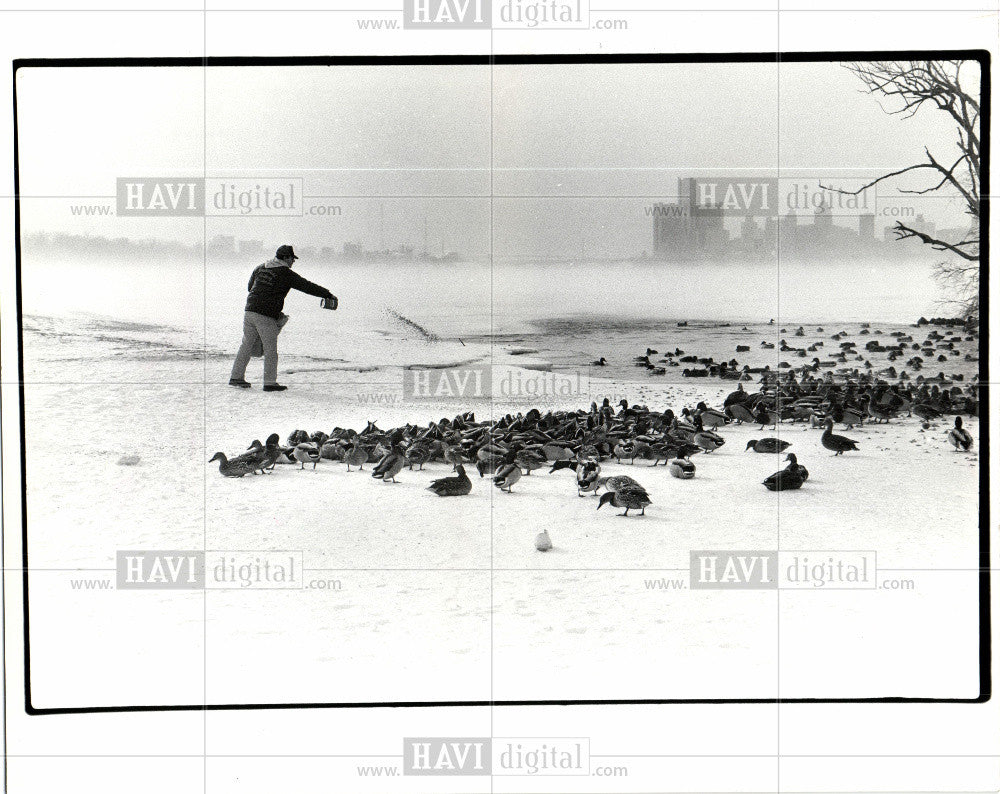 1985 Press Photo species in the Anatidae family of bird - Historic Images