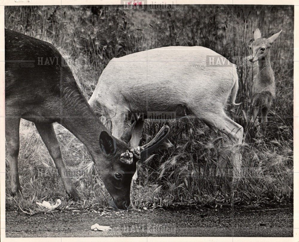 1972 Press Photo Belle Isle Deer Zoo Lunch Animals - Historic Images