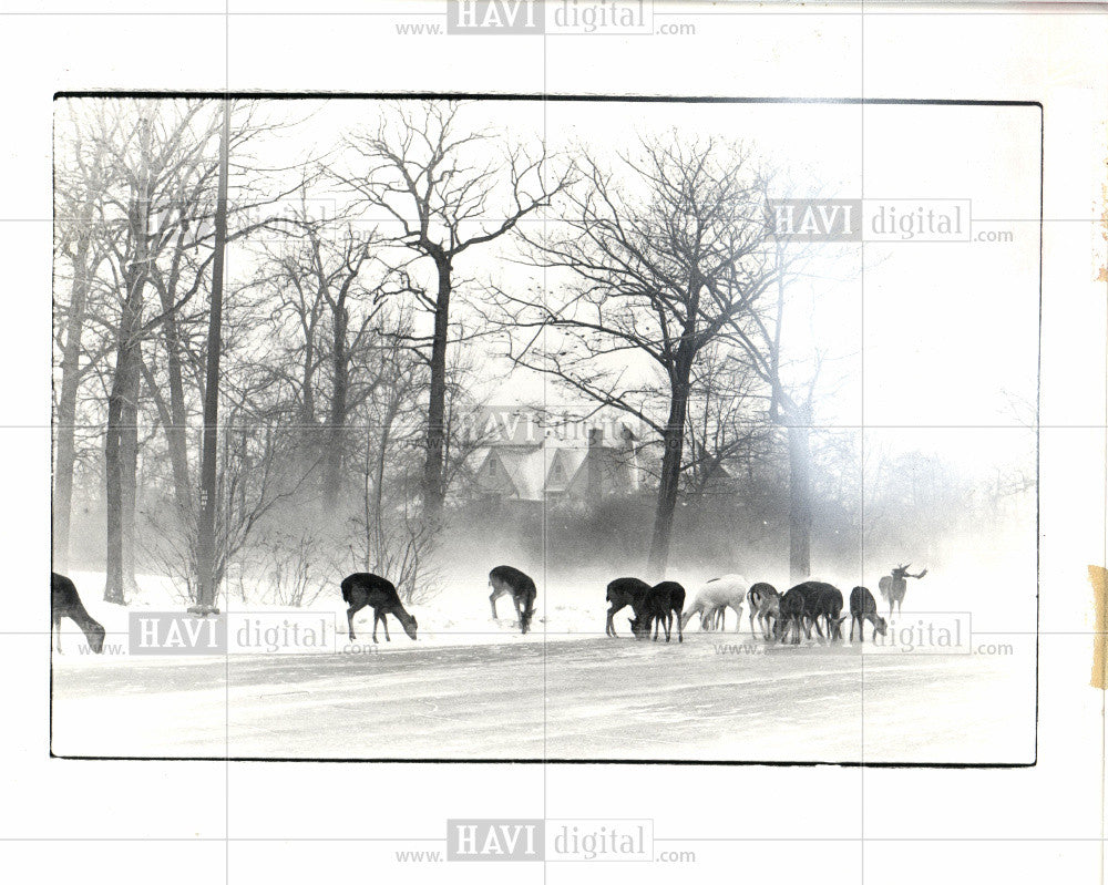 1962 Press Photo Herd of deer feeding - Historic Images