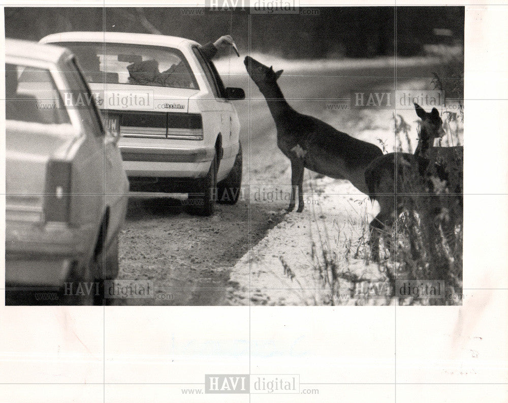 1989 Press Photo Belle Isle deer  People feed - Historic Images