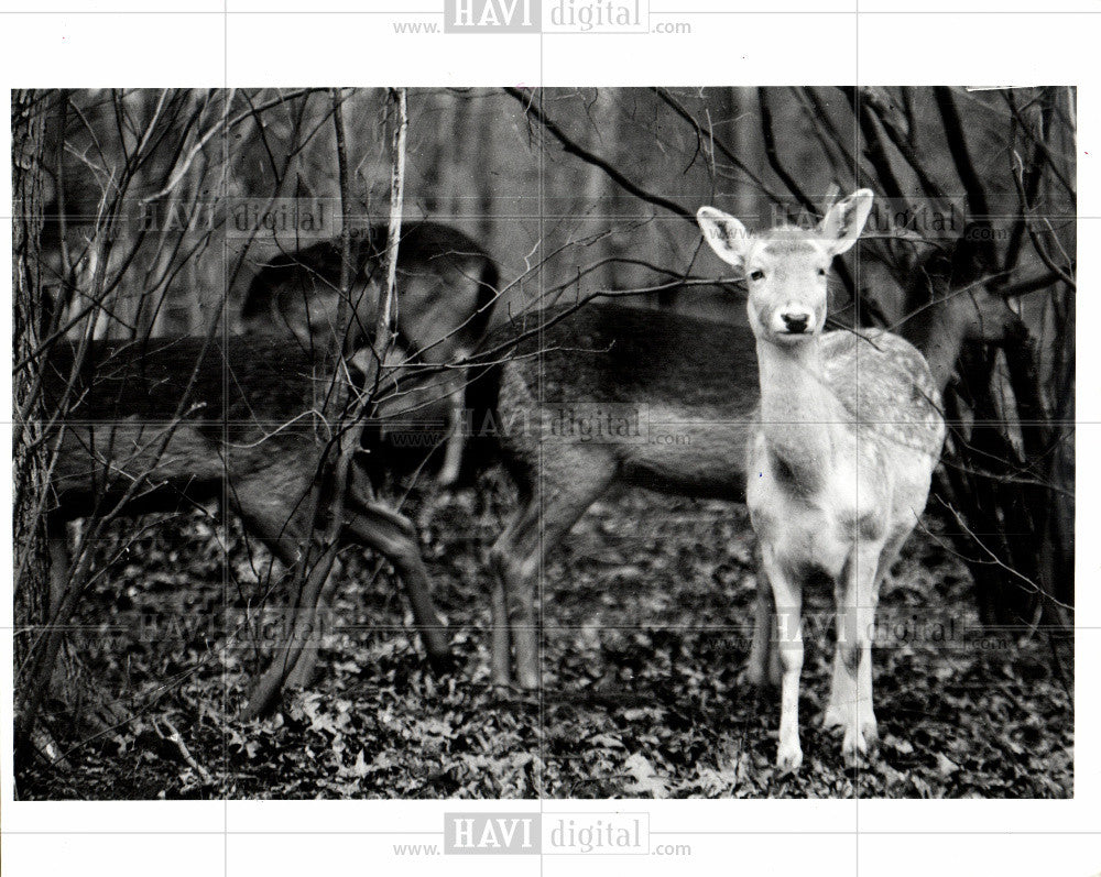 1990 Press Photo deer - Historic Images