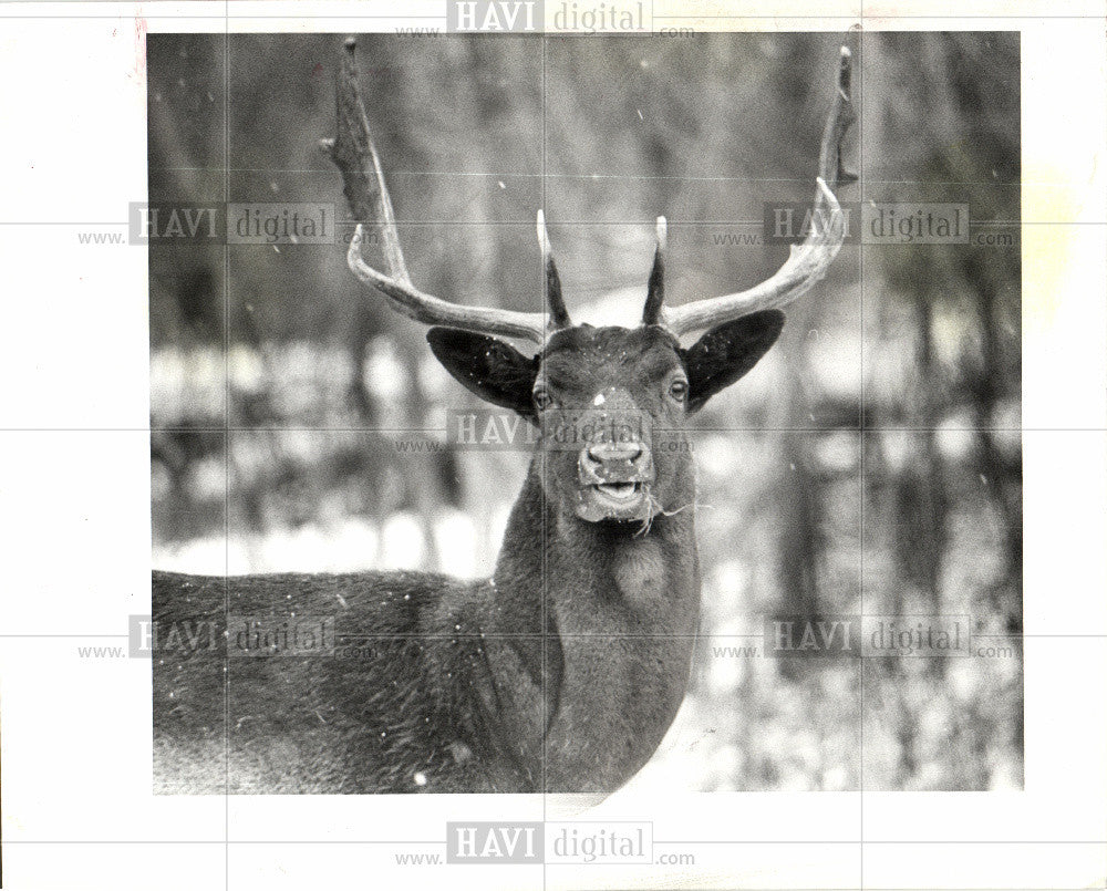 1993 Press Photo Belle Isle Deer Road Feeding Unsafe - Historic Images