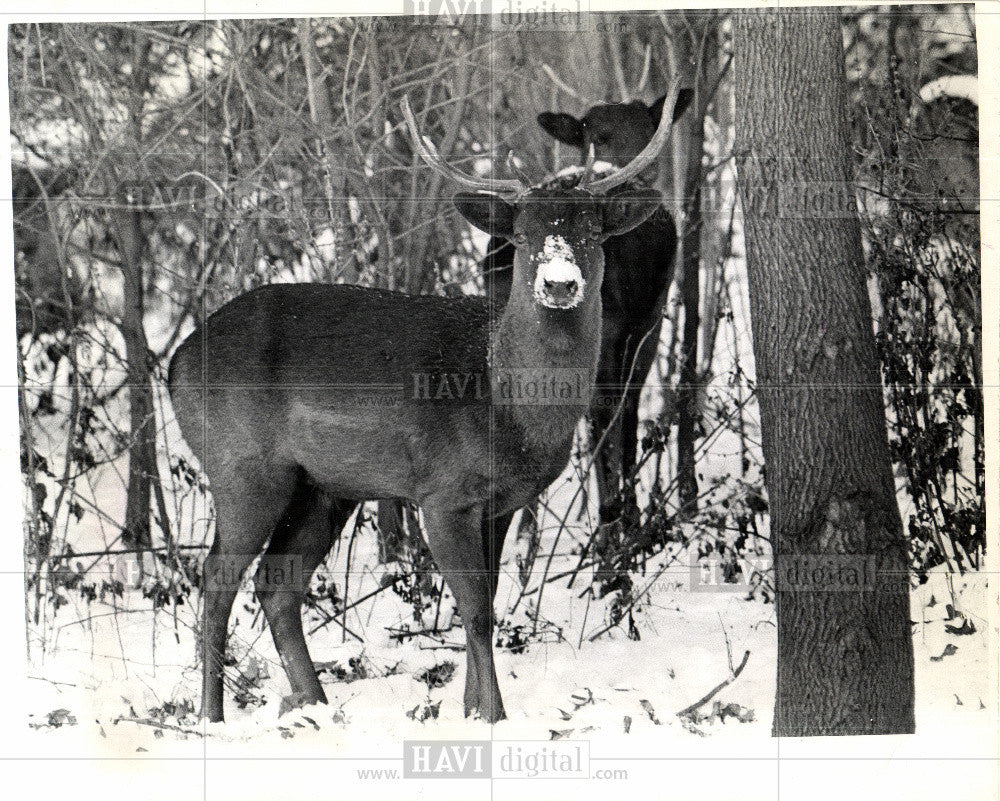 1972 Press Photo Belle Isle - Historic Images