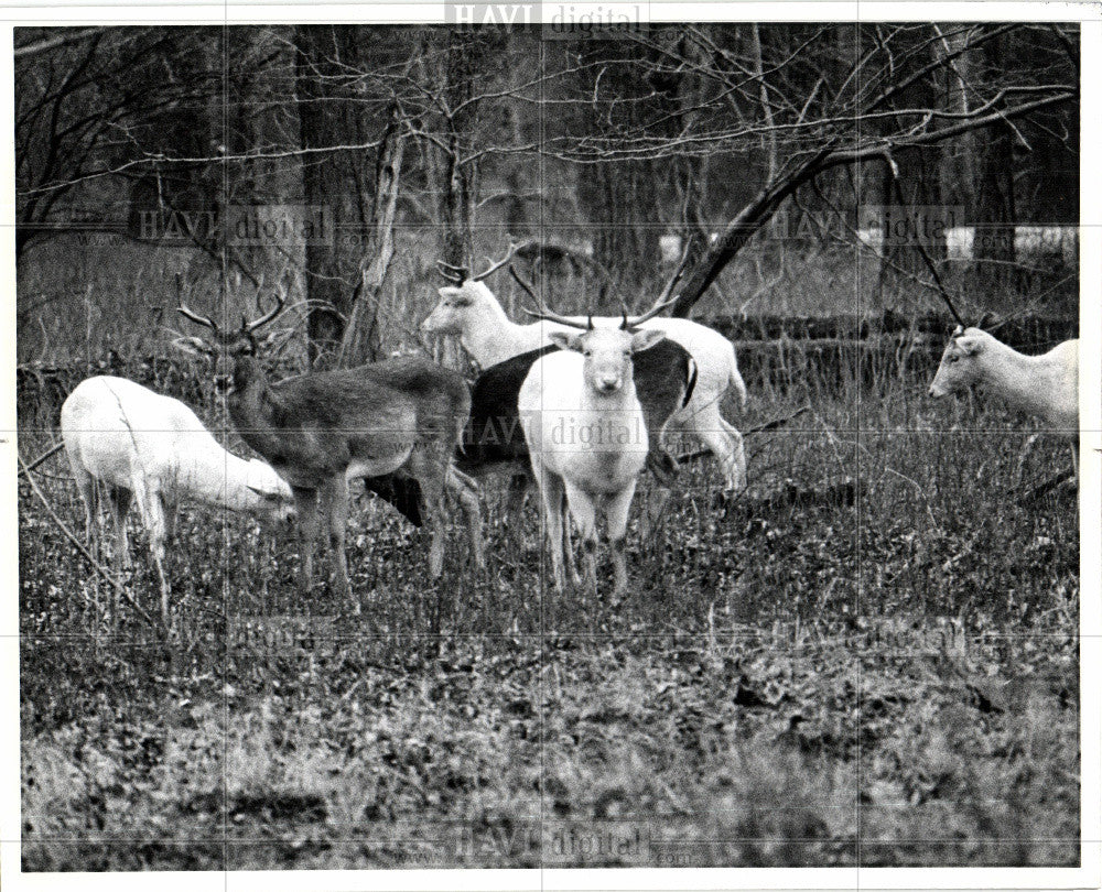 1980 Press Photo Belle Isle Deer Poachers - Historic Images