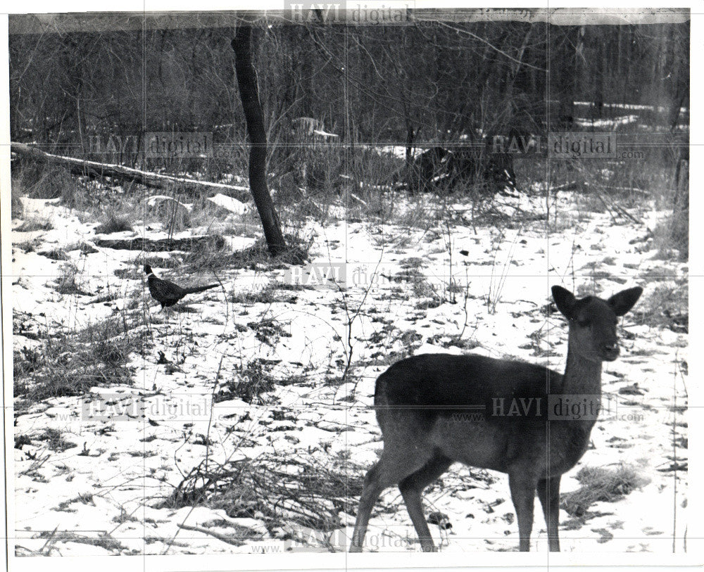 Press Photo Belle Island Michigan - Historic Images