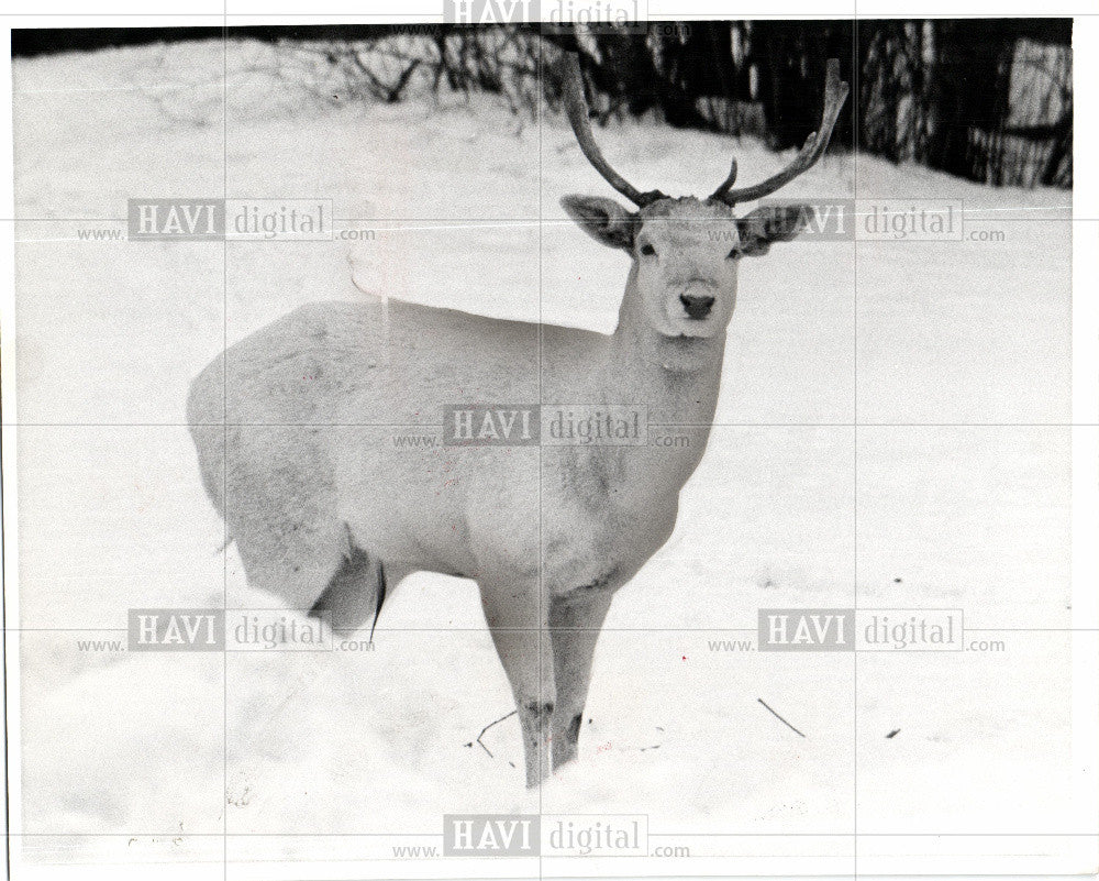 1976 Press Photo Belle Isle Buck in Snow - Historic Images