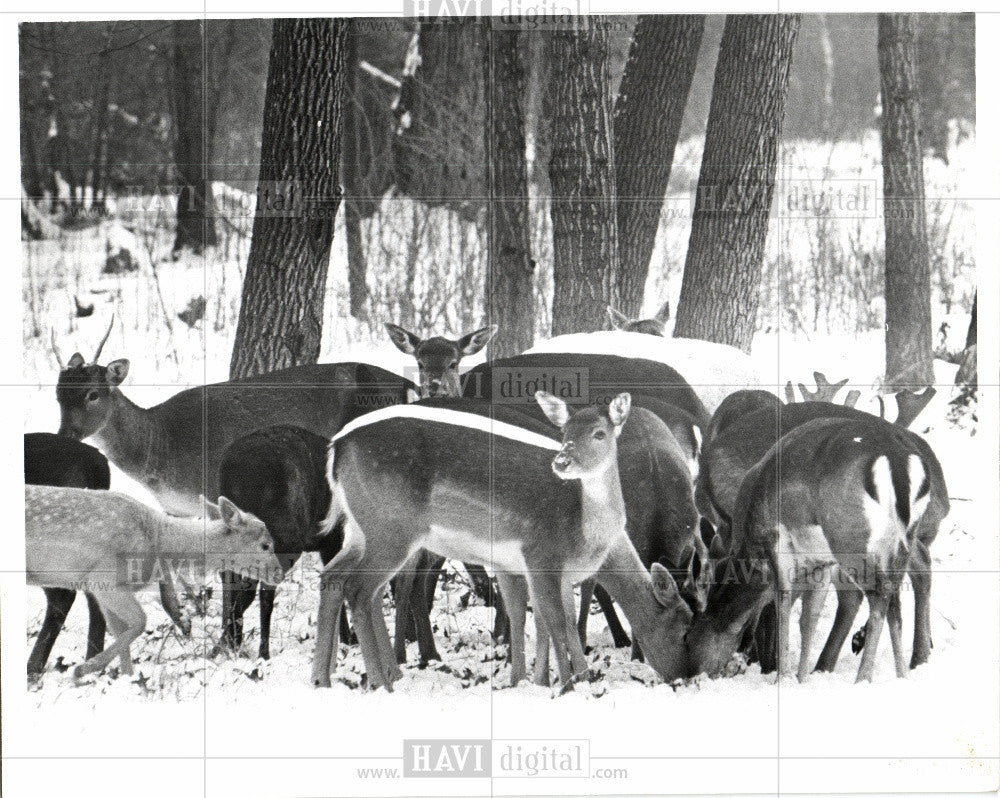 1977 Press Photo Belle Isle Deer - Historic Images