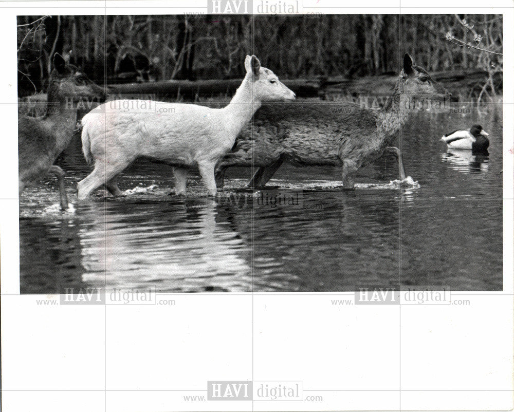 1980 Press Photo Rained - Historic Images