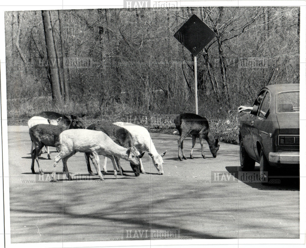 1981 Press Photo Belle Isle Park deer motorist feeding - Historic Images