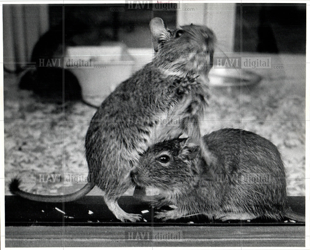 1980 Press Photo degu, south american rodent - Historic Images