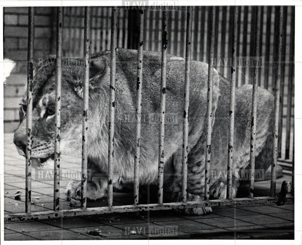 1972 Press Photo Belle Isle Children&#39;s Zoo - Historic Images