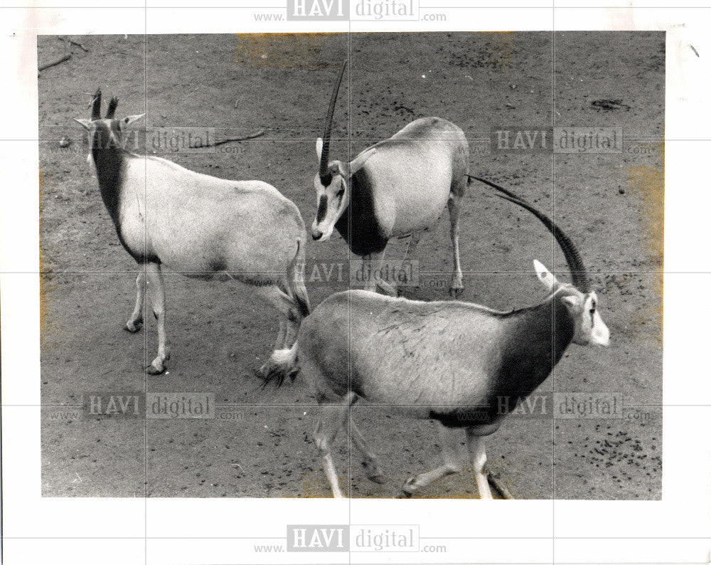 1989 Press Photo Scimitar - Historic Images