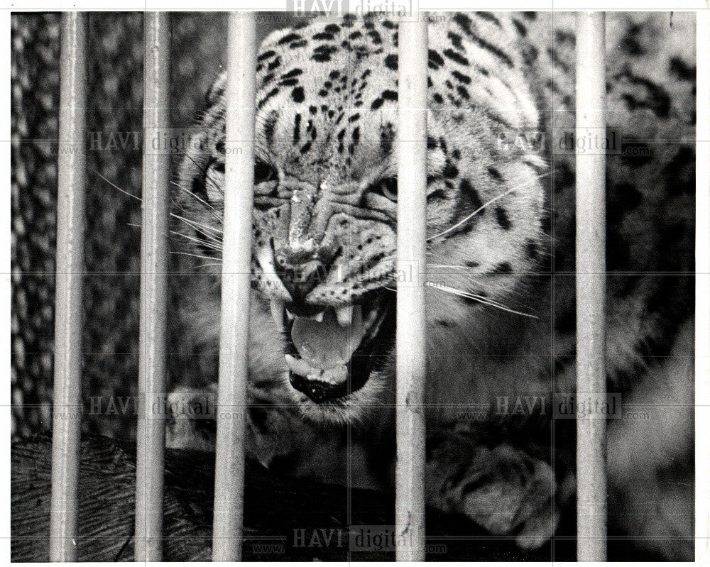 1972 Press Photo Belle Isle Childrens Zoo Big Cat Snarl - Historic Images