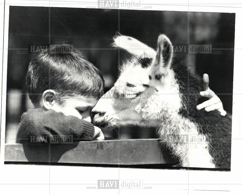 1981 Press Photo Belle Isle Children&#39;s Zoo Detroit - Historic Images