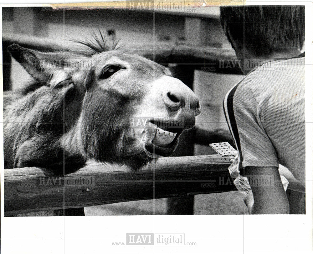 1978 Press Photo Belle Isle Children&#39;s Zoo donkey - Historic Images