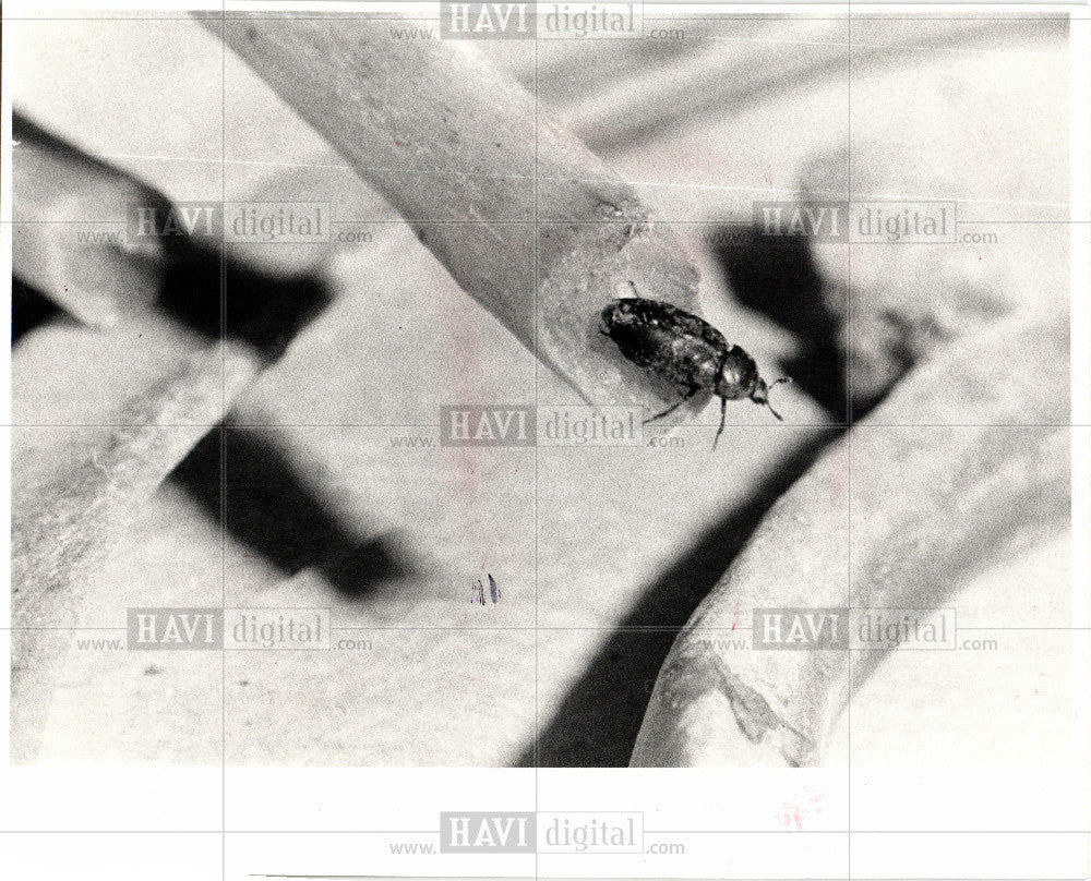 1983 Press Photo Coleopteraorder of insects - Historic Images